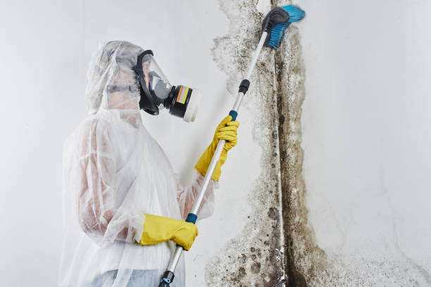 Crawl Space Mold Removal in Millers Falls, MA