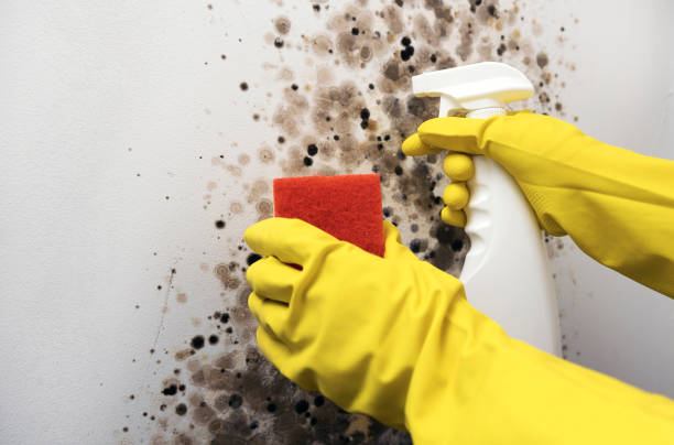 Best Home Mold Removal  in Millers Falls, MA