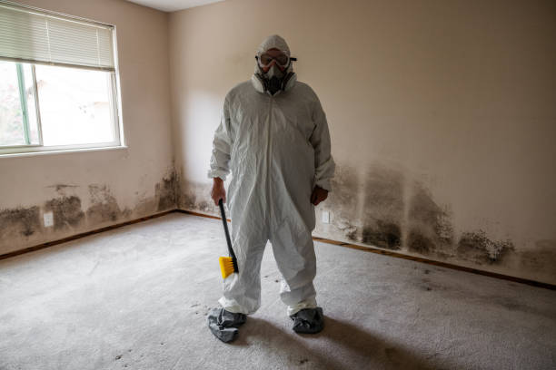 Best Attic Mold Removal  in Millers Falls, MA