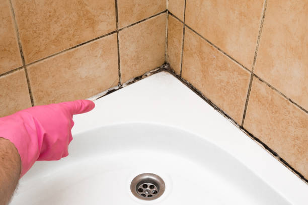 Best Black Mold Removal  in Millers Falls, MA